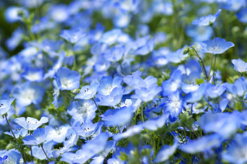 Картинка цветы немофилы +вероники голубой