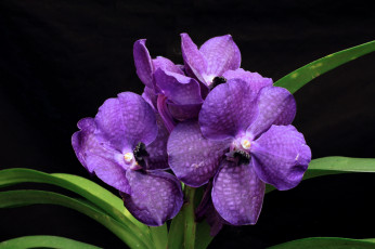 Картинка цветы орхидеи фиолетовый