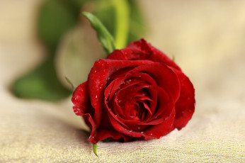 Картинка цветы розы лепестки капли роза