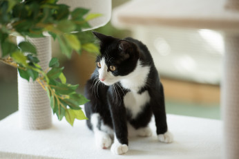 Картинка животные коты черно-белая растение