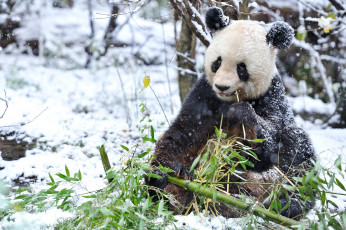 Картинка животные панды мишка снег
