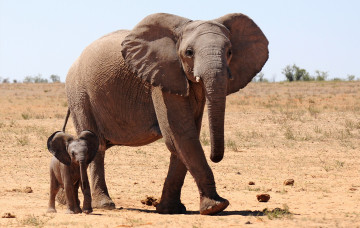 Картинка животные слоны саванна слониха малыш