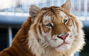 Картинка животные тигры зоопарк