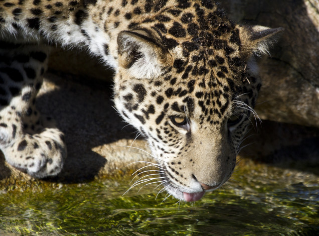 Обои картинки фото животные, Ягуары, ягуар, водопой, язык, морда, молодой