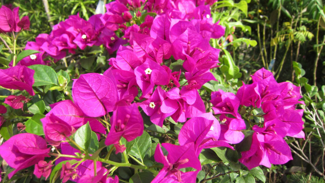 Обои картинки фото цветы, бугенвиллея, розовый