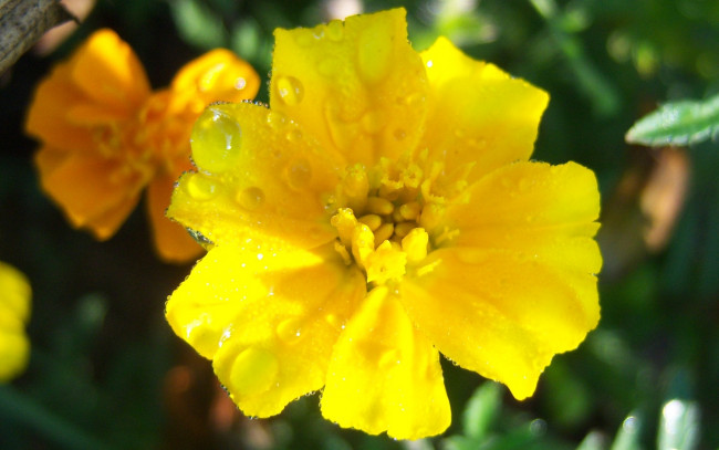 Обои картинки фото цветы, бархатцы, жёлтый