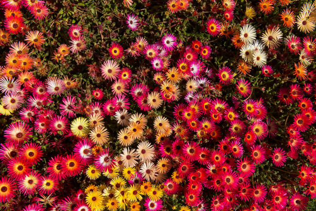 Обои картинки фото цветы, аизовые, ливингстон, ромашки, мезембриантемум