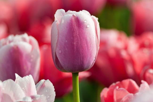 Обои картинки фото цветы, тюльпаны, капли, розовый, тюльпан