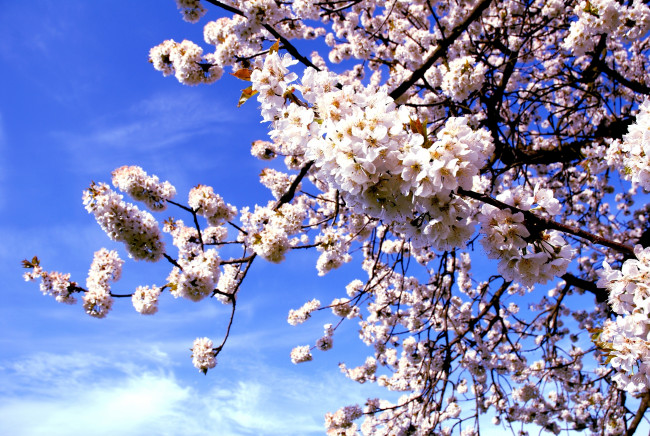 Обои картинки фото цветы, сакура,  вишня, цветение, ветка, вишня, весна, макро, природа, дерево