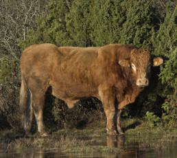 Картинка животные коровы +буйволы зелень растения бык озеро деревья природа