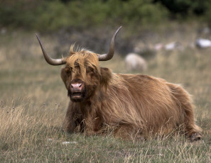 Картинка животные коровы +буйволы трава поле бык
