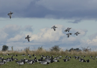 Картинка животные гуси стая птицы дикие поле полёт небо