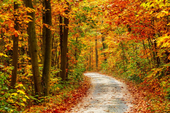 Картинка природа дороги осень деревья лес дорога листва