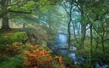 Картинка природа лес мостик река деревья