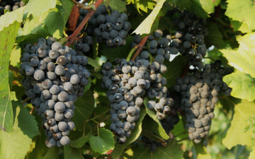 Картинка природа Ягоды +виноград листья лоза грозди