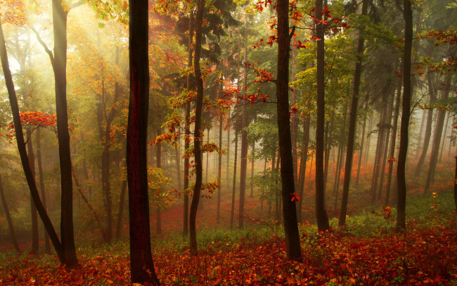 Обои картинки фото природа, лес, деревья, осень