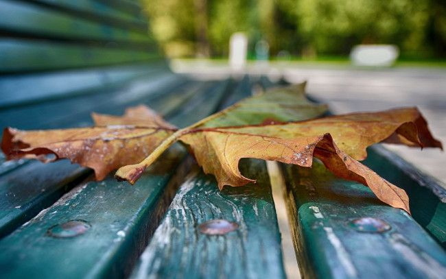 Обои картинки фото природа, листья, осень, лист, скамейка, парк, лавка