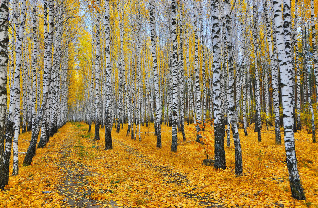Обои картинки фото природа, лес, березы, листья, осень