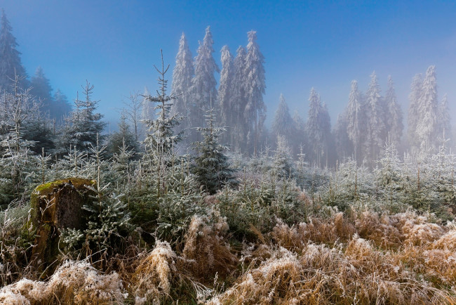 Обои картинки фото природа, зима, лес, иней, мороз