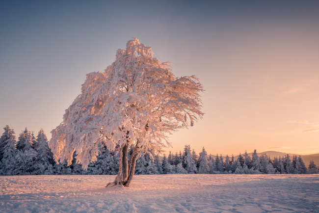 Обои картинки фото природа, зима, лес, иней, снег, дерево, елки, утро