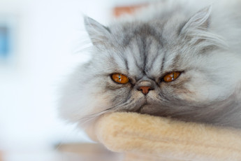 Картинка животные коты морда кот взгляд