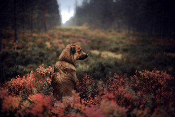 Картинка животные собаки собака взгляд друг осень