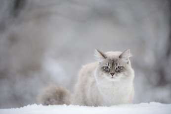 Картинка животные коты снег взгляд кошка
