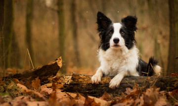 Картинка животные собаки собака осень листья бревно