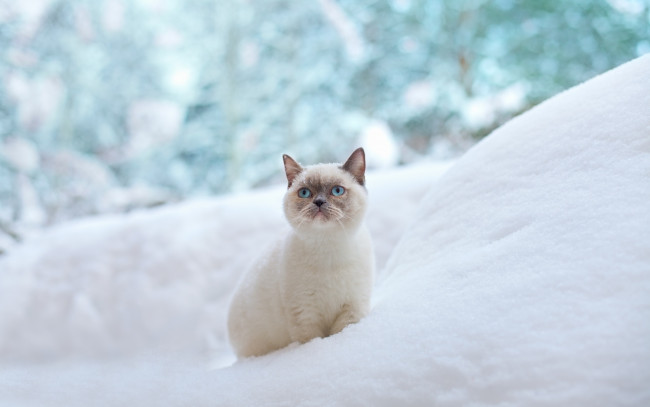 Обои картинки фото животные, коты, кошка, голубые, глаза, зима, сугроб, снег