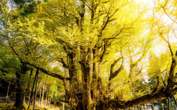 Картинка природа деревья листья ветки макро дерево