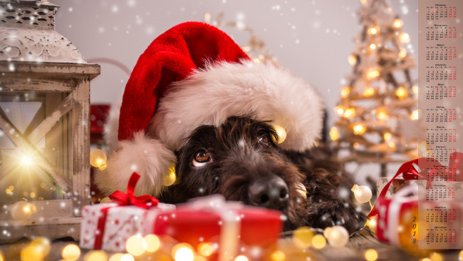Обои картинки фото календари, животные, 2018, взгляд, собака, шапка, подарки, елка, фонарь