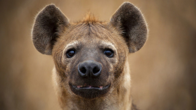 Обои картинки фото гиена, животные, гиены,  гиеновые собаки, hyena, гиеновые, хищник, млекопитающее, шерсть, когти, оскал, зубы, африка