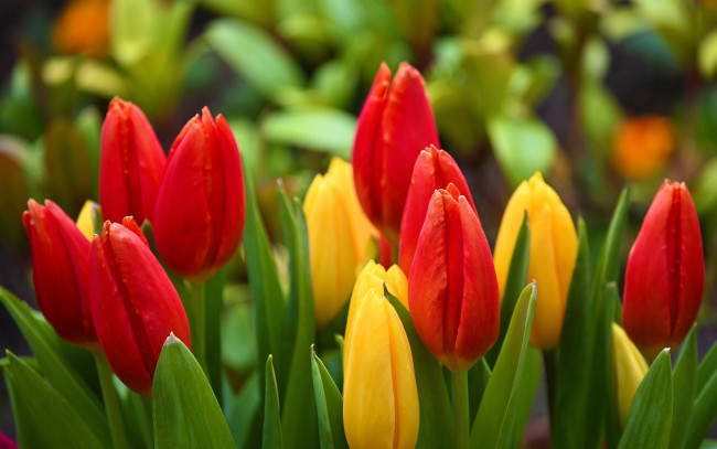 Обои картинки фото цветы, тюльпаны, красные, желтые, бутоны
