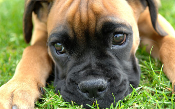 Картинка животные собаки боксер голова трава