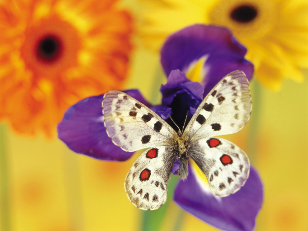 Обои картинки фото животные, бабочки,  мотыльки,  моли, бабочка, аполлон, ирис, цветок