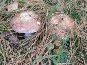 обоя природа, грибы, иголки