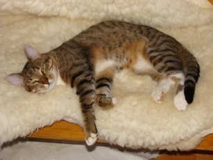 Картинка животные коты кот кошка лежанка отдых