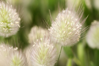 Картинка цветы луговые полевые белый пушистый