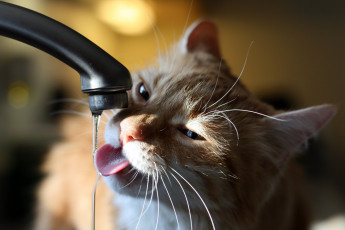 Картинка животные коты котэ кран вода