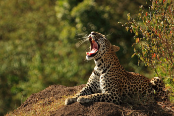 Картинка животные леопарды пасть
