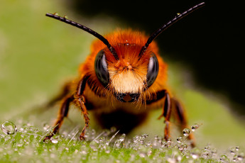 Картинка животные пчелы осы шмели макро пчела