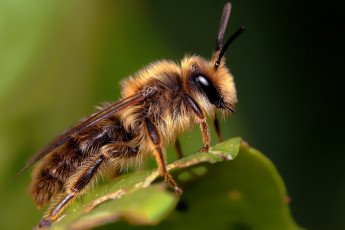 Картинка животные пчелы осы шмели пчела макро