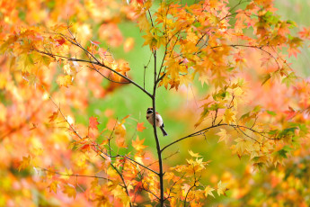 Картинка животные птицы воробей дерево осень листья