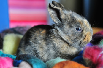 Картинка животные кролики зайцы пушистый маленький серый