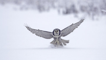 Картинка животные совы снег сова полёт