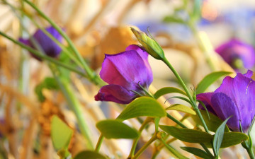 Картинка цветы эустома фиолетовые