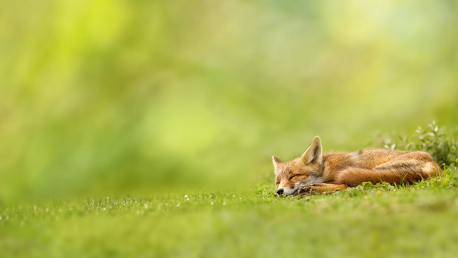 Обои картинки фото животные, лисы, лиса, сон, зелень