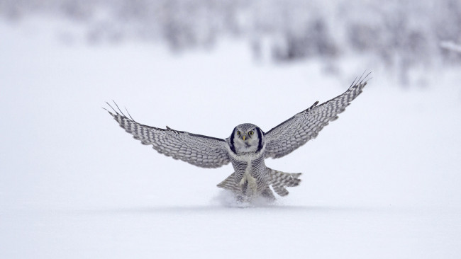 Обои картинки фото животные, совы, снег, сова, полёт