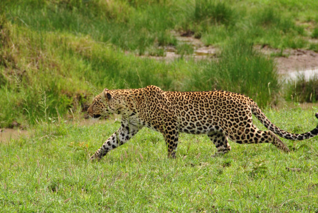 Обои картинки фото животные, леопарды, хищник, трава