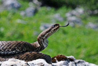 Картинка животные змеи питоны кобры чешуя язык